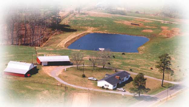 Circle H Ranch, circle h ranch, Limousin, cattle, cows, bulls, donor cows, purebreds, genetics, bulls for sale, females for sale, ranches, herd sires, embryos, NALF, epds, A.I. sires, pedigrees"